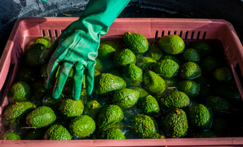Aguacate Hass Por Kilo