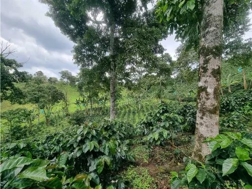 En Venta Finca Cafetera Certificada En Filandia Quindio