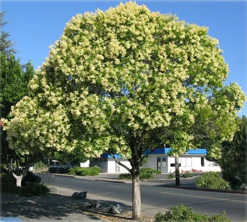 Ligustro Variegado De 2,50 - Ideal Veredas