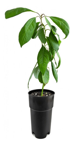 Aguacate Gigante Prod. 1 Año