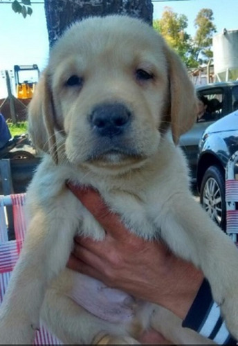 Labrador Filhotes, Lindos,varias Cores. Entregamos No Brasil