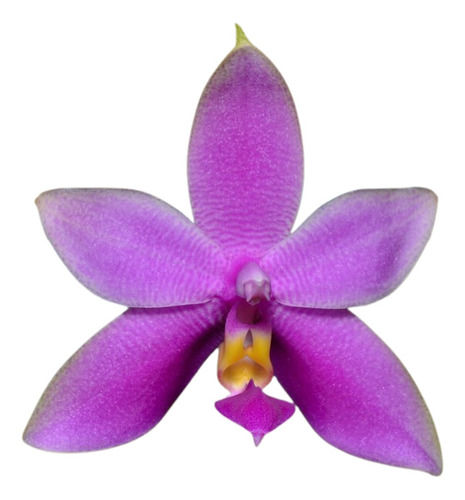Phalaenopsis Violacea Tipo Planta Especie Rara Muda Linda!! 