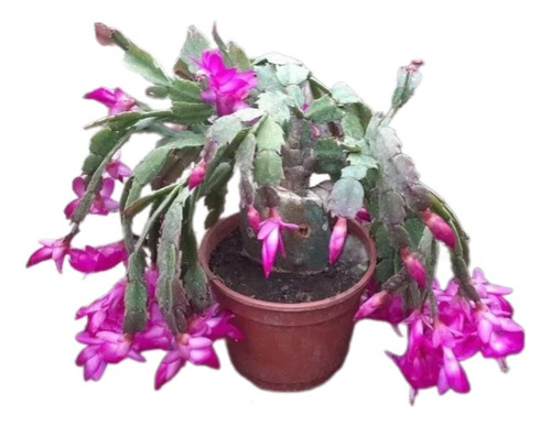 Schlumbergera Truncata (santa Teresita) M16