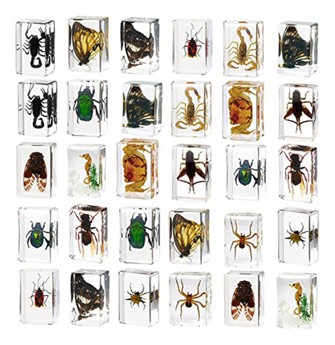 30 Pisapeles De Resina Para Especímenes De Insectos, Colec