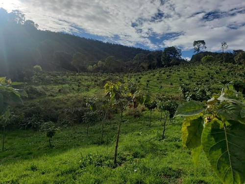Imagen 23 de 29 de Vendo Finca En Subía Silvania 28.000 M2