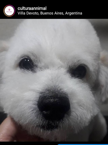 Imagen 3 de 5 de Peluquería Canina Desde 1500. Retiro Y Entrega A Domicilio.