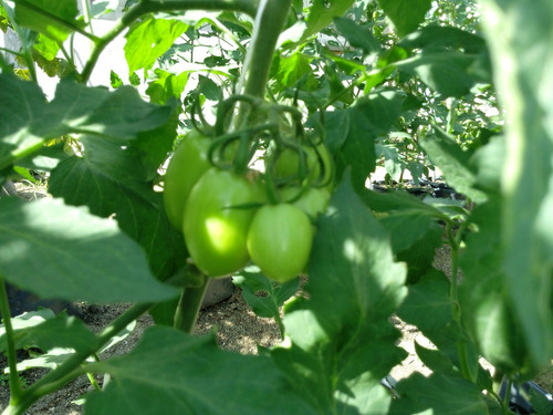 1 Millar Tomate Hibrido Indeterminado Cid F1