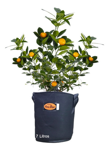 Imagen 2 de 10 de Mejor Maceta Tipo Smartpot Geotextil 7 Litros