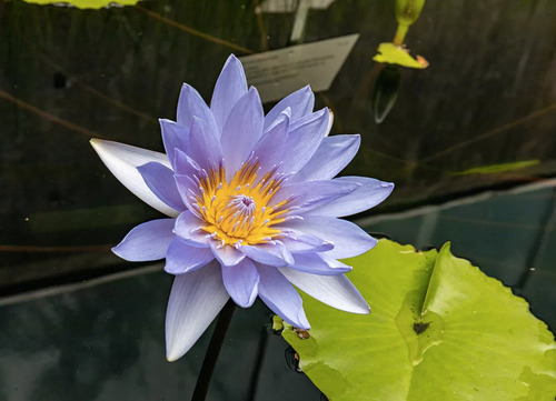 Semillas Flor De Loto Púrpura Alta Germinación 10 Uds.
