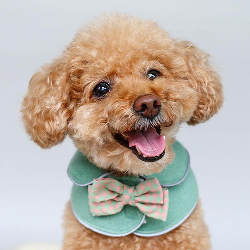 Año Nuevo Navidad Gato Perro Mascota Capa Ropa Verde-l