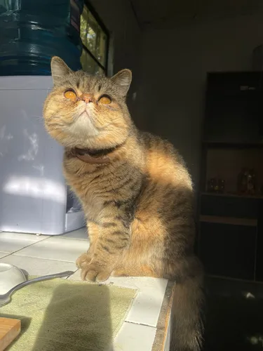 Gato Persa Exótico Para Monta