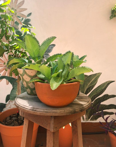 Kalanchoe Laetivirens - Suculenta Medicinal