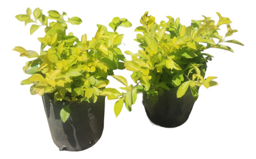 Duranta Repens Aurea - Planta De Exterior - Maceta 4 Lts