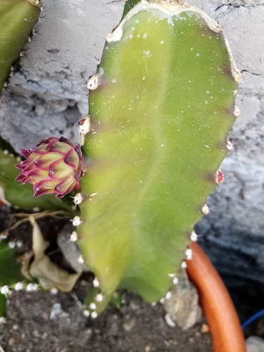 Cactus Hylocereus Undatus Enraizada