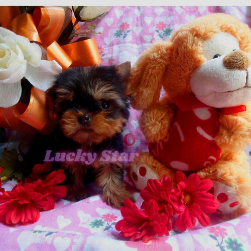 Imagen 3 de 5 de Cachorros Yorkshire Mini