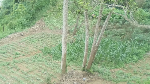 Imagen 3 de 8 de Parcela De Terreno Carayaca