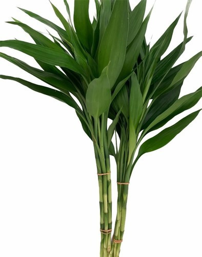 Bambu Da Sorte Planta Com 10 Mudas 40cm Muito Resistente 