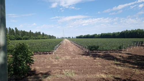 Finca Productiva En San Rafael, Mendoza