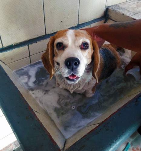 Paseos De Perros Educacion Canina Cuidado A Domicilio Baños