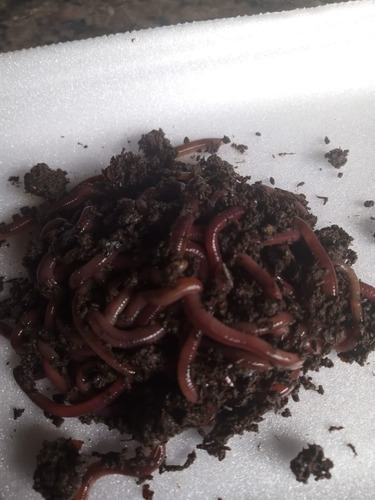 200 Minhoca Violetas Do Himalaia P/ Composteiras.