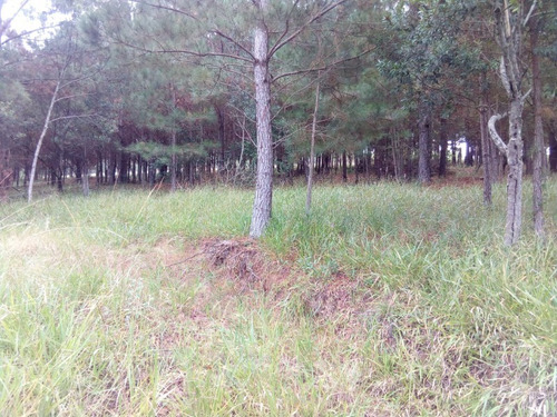 Chácara 5.000 M² - Santa Cruz Da Concórdia - Taquara - Rs - 1883 - 32809831