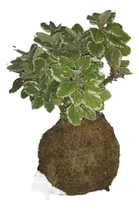 Comprar Kokedama Incienso Ideal Para Buena Energía