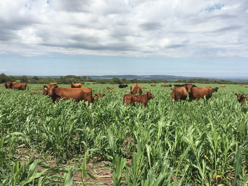 Imagen 7 de 9 de Terreno Campo En Venta Ubicado En Papagayos, Chacabuco