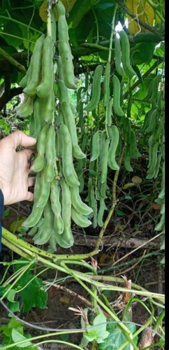Mata De Mucuna Para El Tratamiento Del El Parkinson (l-dopa)