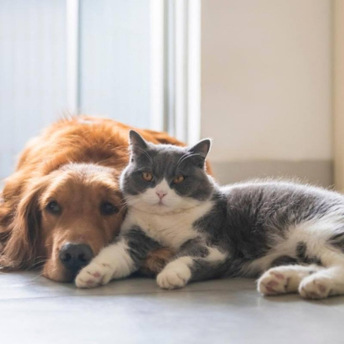 Imagem 1 de 6 de Táxi Dog/cat Para Seus Pets E Viagens No Geral
