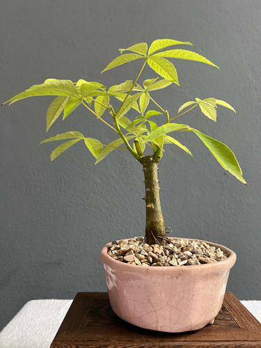 Bonsai Planta Palo Borracho 10 Años Maceta Esmaltada N2 Flor