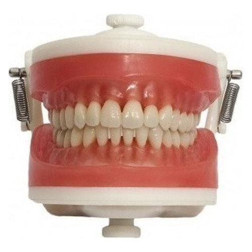 Manequim Articulado Universal Top Dentística Pd100 - Pronew
