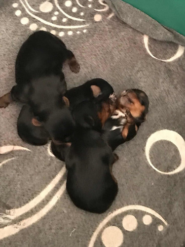 Imagem 3 de 5 de Vendo Linda Ninhada De Yorkshire 2 Machos E 2 Fêmeas