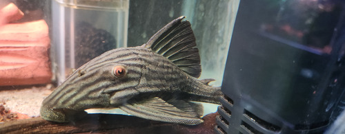 Pez Limpiavidrio Panaque L190 Nigrolineatus Importado 14 Cm