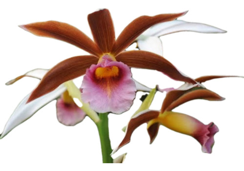 Phaius Tankervilleae Orquídea Da Terra Adulta Já Florescendo