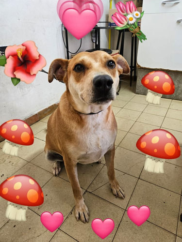 Serena, Hiper Cariñosa, Gordita, 5 Añitos, Compañerita Ideal