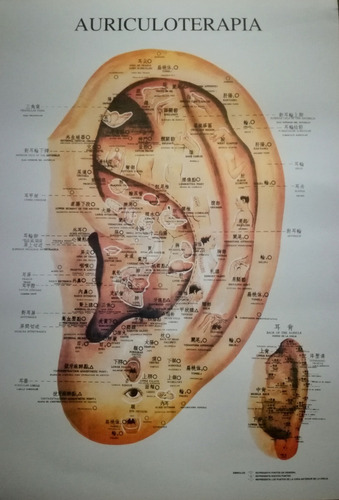 Auriculoterapia-lamina Topografia Auricular