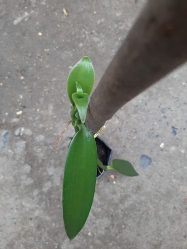 Esqueje O Planta De Vainilla Planifolia