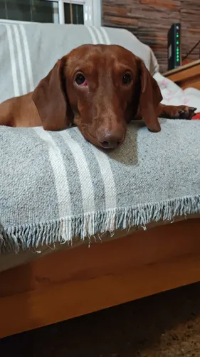 Guardería Canina. Mataderos. Caba.