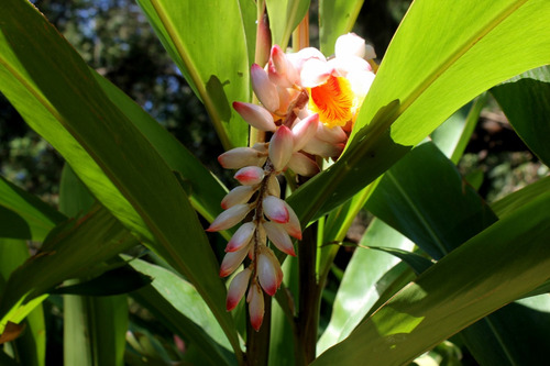 Alpinia Zerumbet Ou Gengibre-concha, Kit Com 6 Mudas Branca/rosada