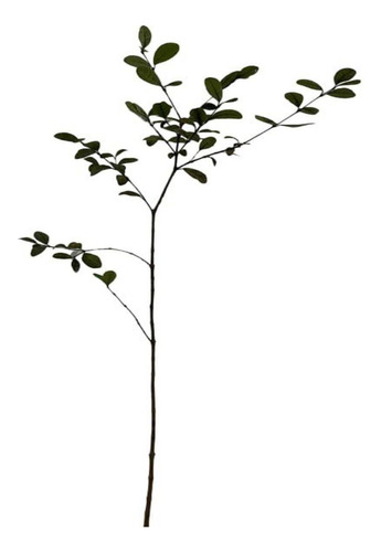 Mudas De Goiaba (feijoa)