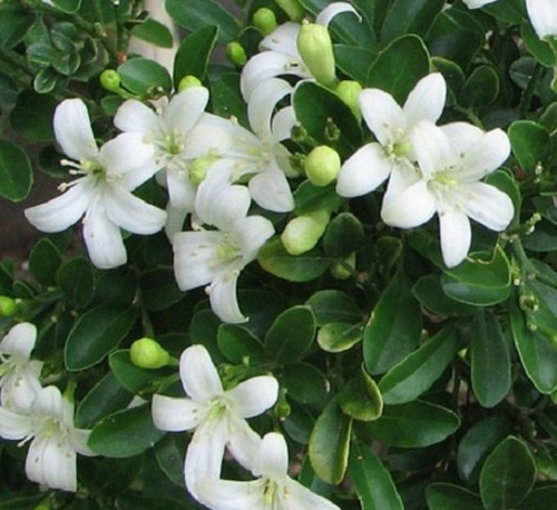 Murraya Paniculata Flores Blancas Aroma Envio Gratis!!
