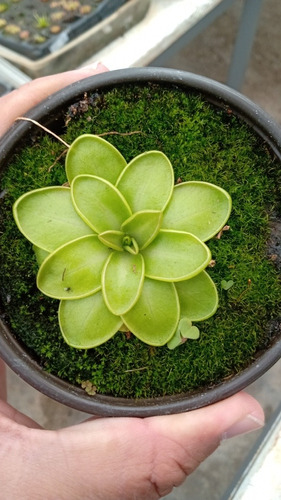 Paquete Carnivora Nepenthes, Venus, Pinguicola Y Nutrientes