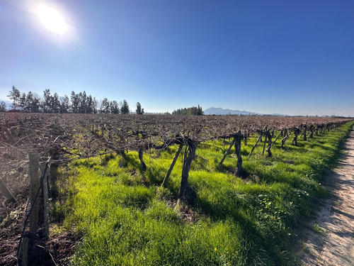 Rentable Parcela Agrícola Buin: Excelente Proyecto Frutícola