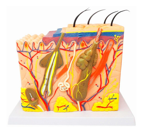 Modelo Textura Pele Humana Anatomia Epiderme Tecido Dérmico