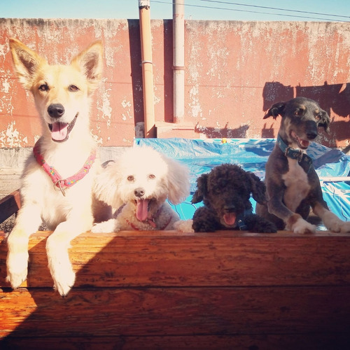 Guardería Canina Zona Oeste (ramos Mejía)