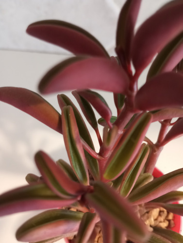 Peperomia Graveolens-peperomia Ruby Glow