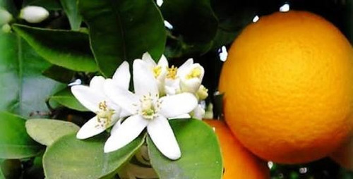 Arbolito De Naranja Mayera