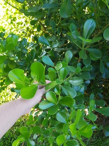 Clasula Rosea, Arbusto Jardin, Cerca Siempre Verde 5u. Blanco