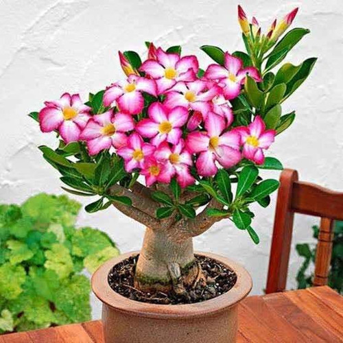 Adenium Obesum Rosa Del Desierto Semillas