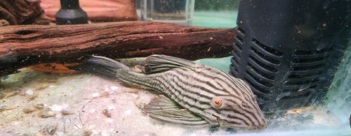 Pez Limpiavidrio Panaque L190 Nigrolineatus Importado 14 Cm